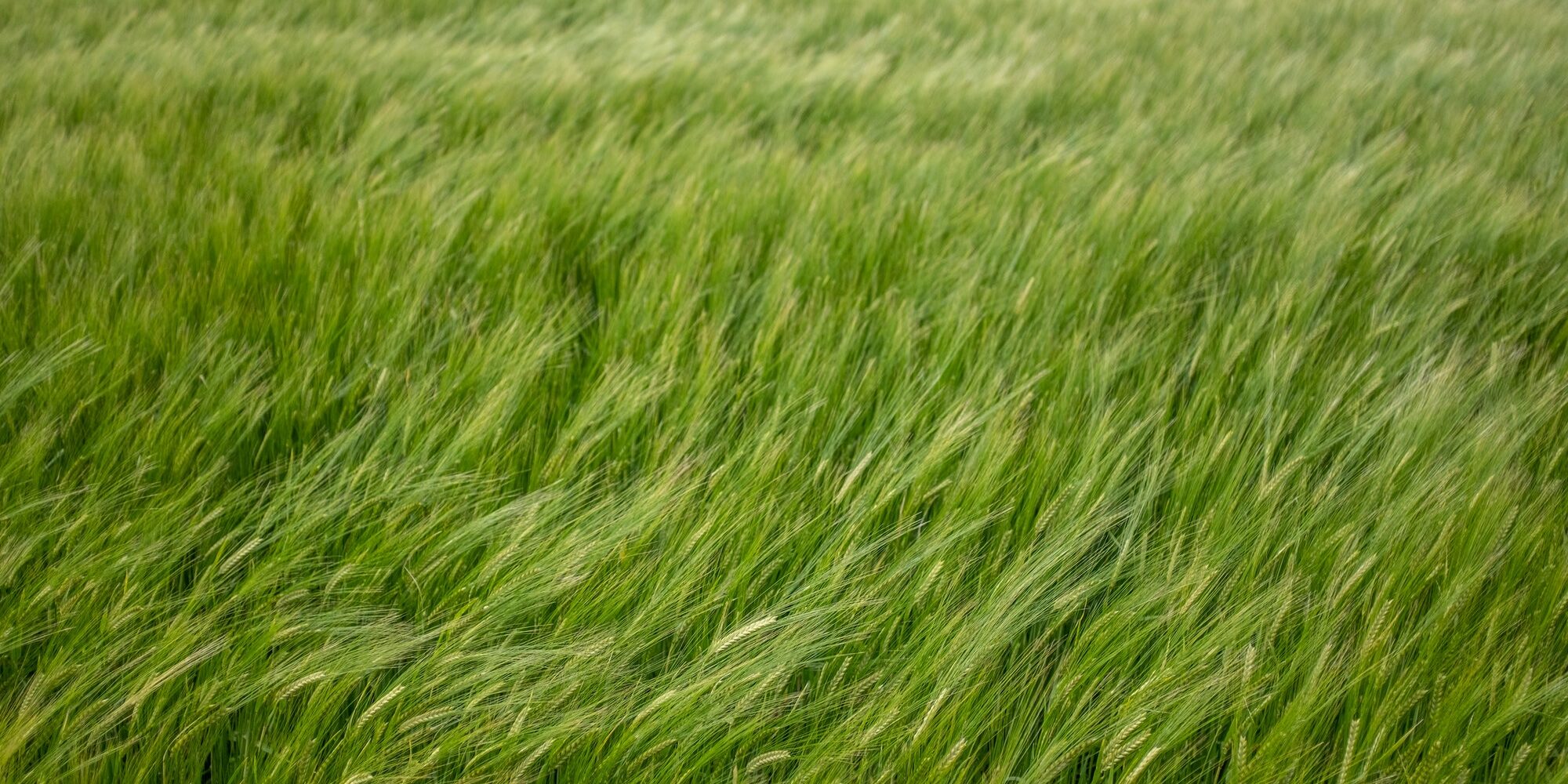 Wind In A Wheat Field